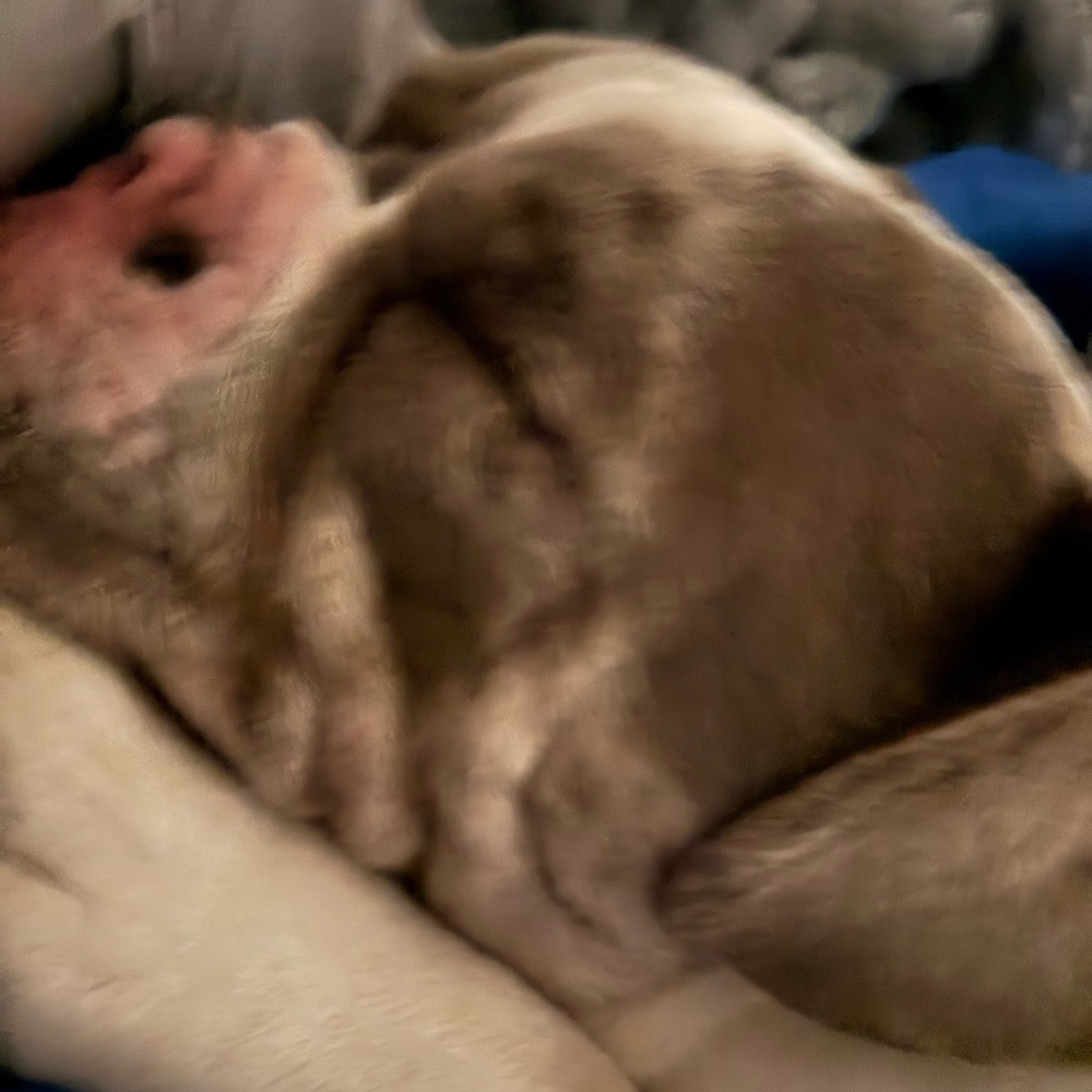 Cozy Cream Dog Blanket